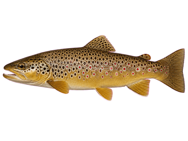 Brown Trout