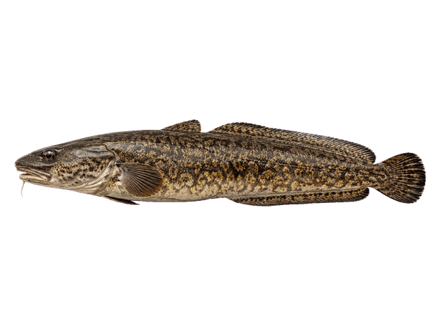 Burbot