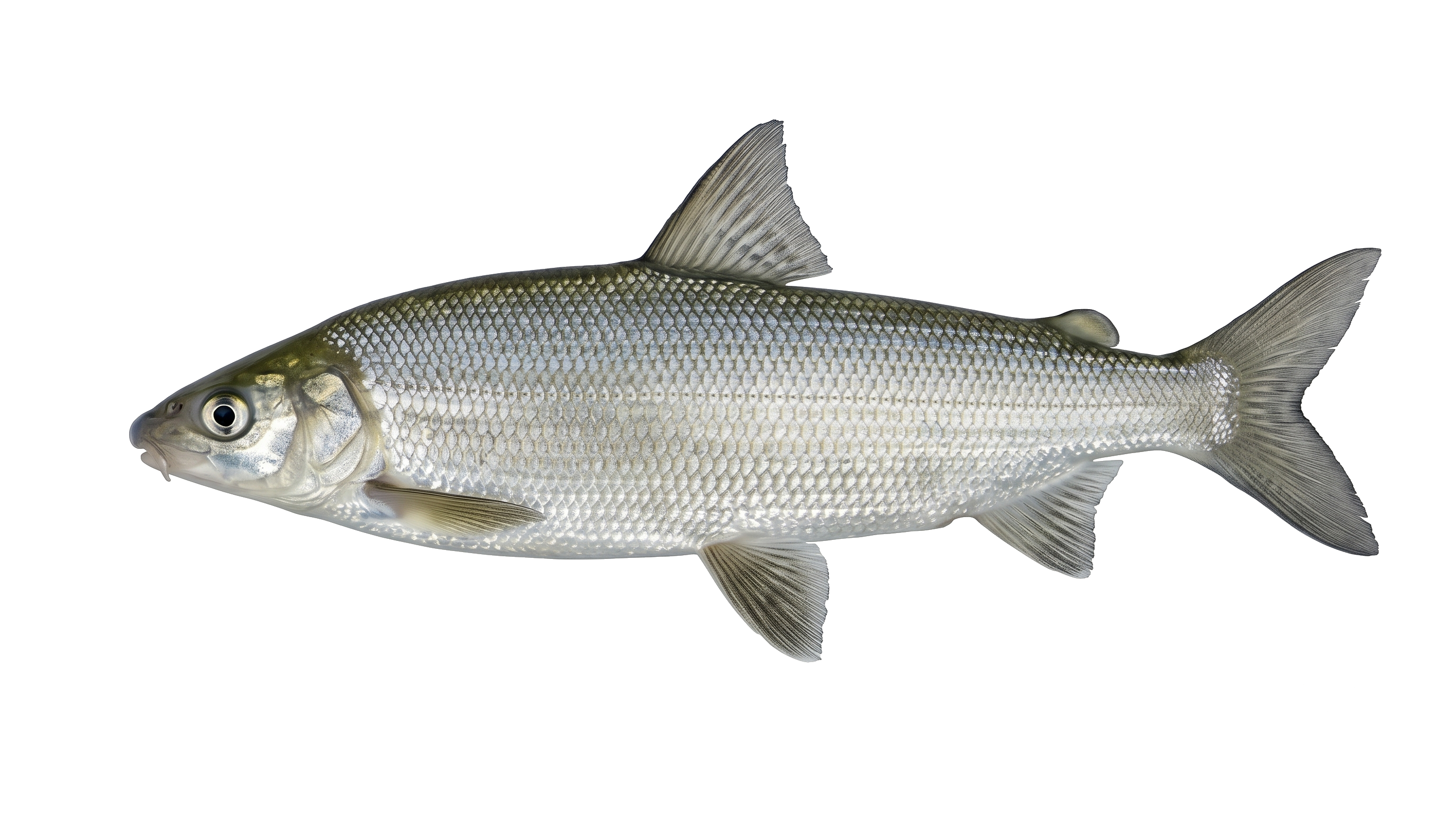 Lake Whitefish