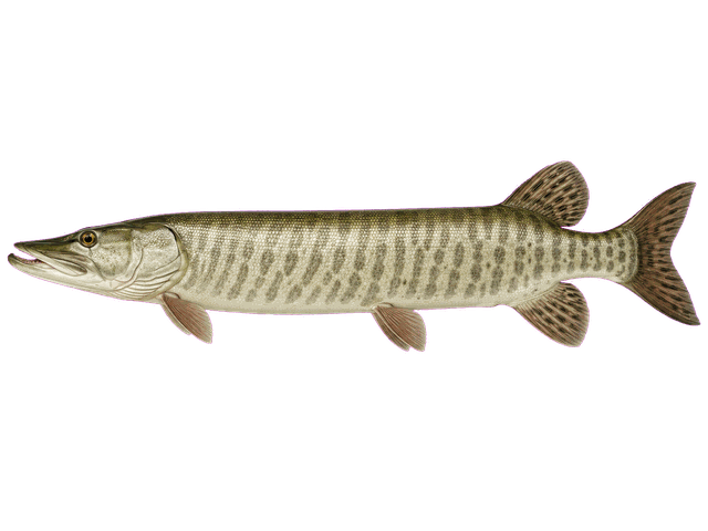 Muskellunge