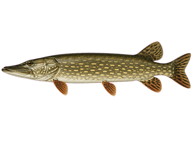Northern Pike