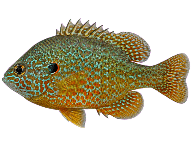 Pumpkinseed
