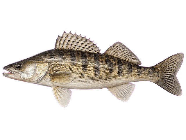 Sauger
