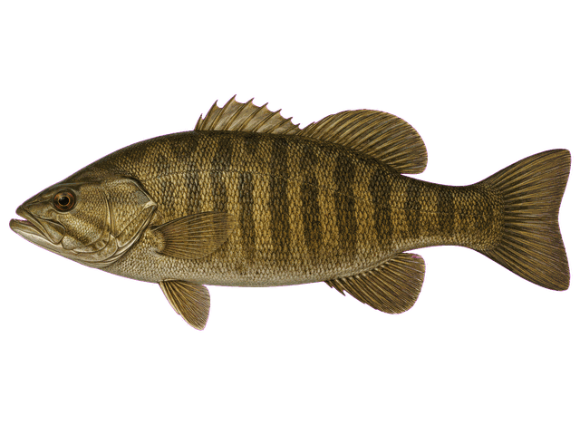 Smallmouth Bass
