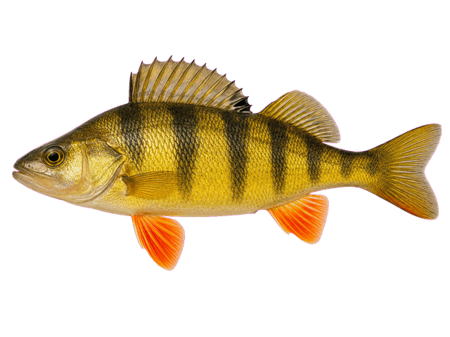 Yellow Perch